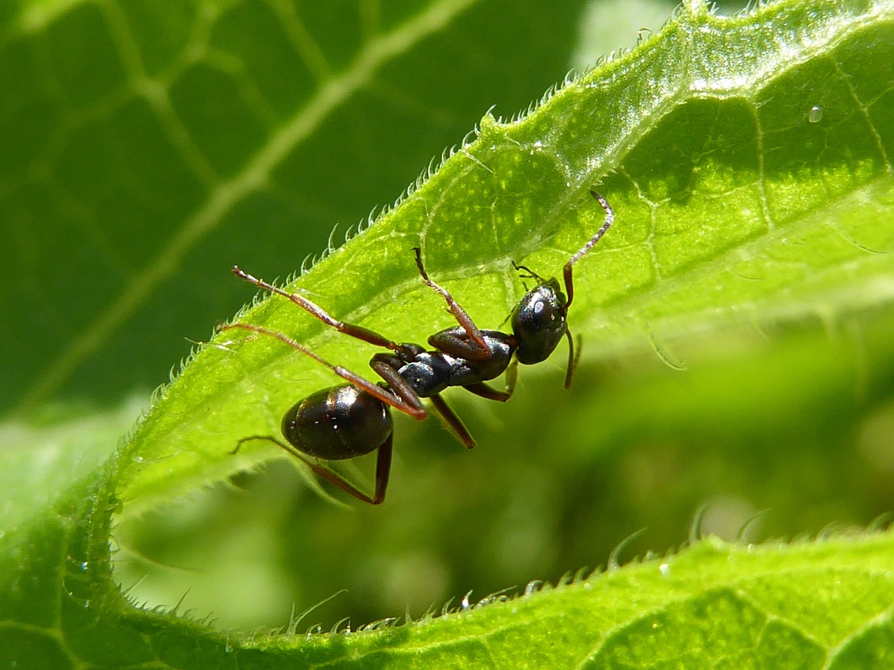 Ant Picture