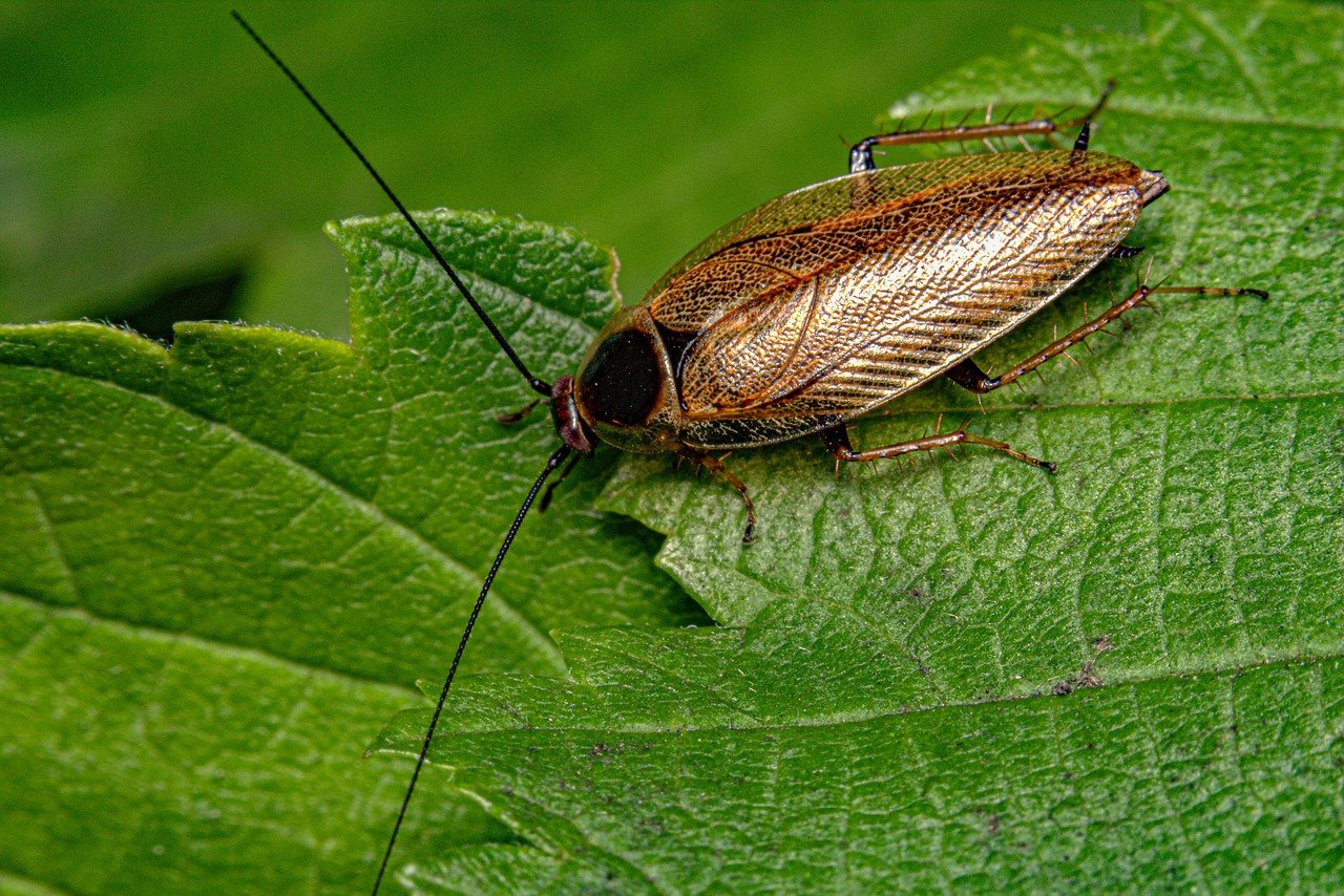 Cockroach image