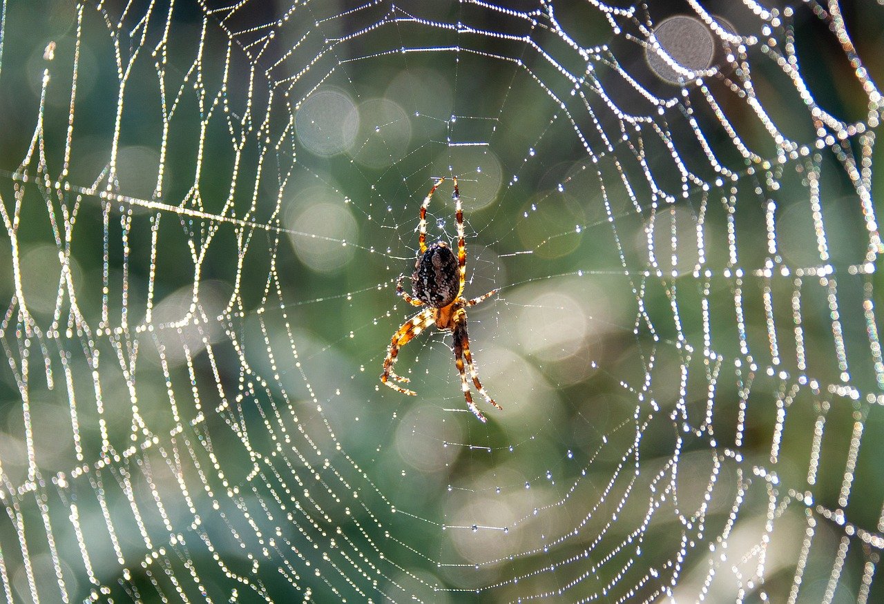 Spider picture